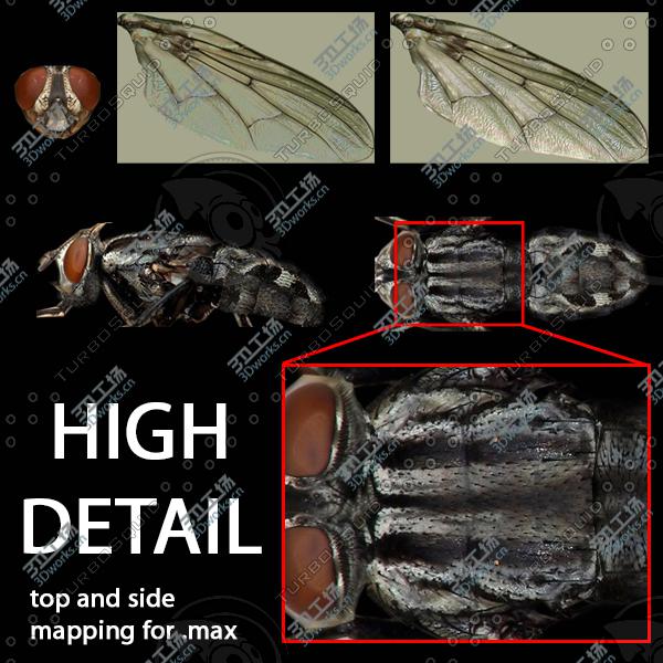 images/goods_img/202104092/Fly realistic!  (RIGGED)(VRAY)/3.jpg